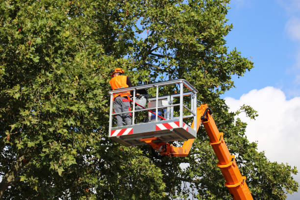 Professional Tree Removal and Landscaping Services in Bronte, TX